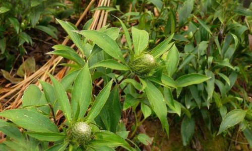 枣在中药中的作用、中药大枣的别名 -中药里枣的用途网